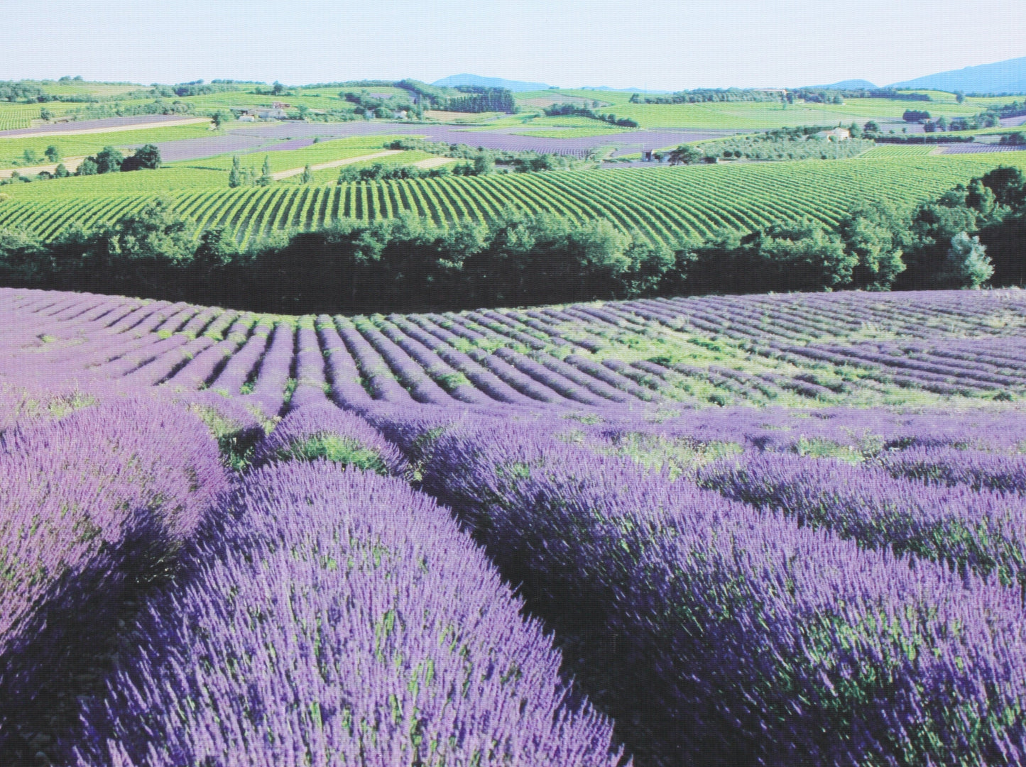 Lavender with leaves - Savon de Marseille BIO