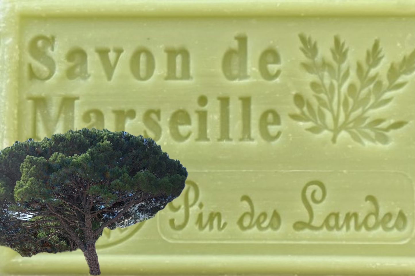 Pin des Landes - Savon de Marseille - BIO